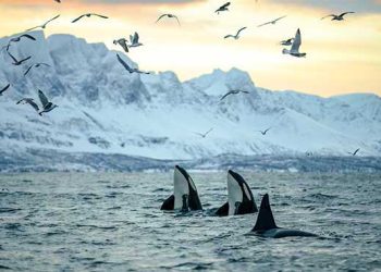 arctic_norway_orcas_spyhopping_thumbnail