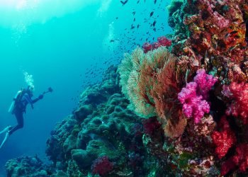 diving-at-the-similan-islands