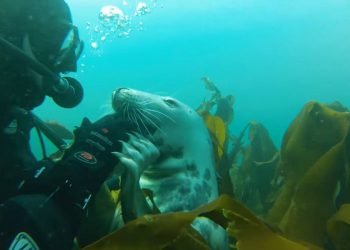 farne islands