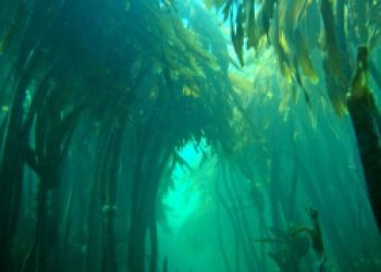 farne kelp