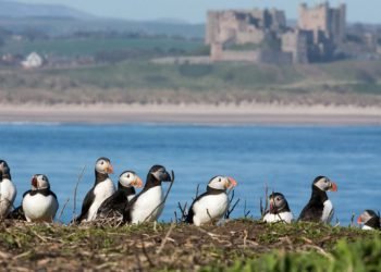 holy island farne islands