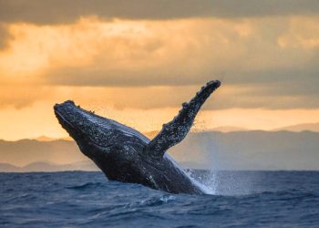 humpback whale norway