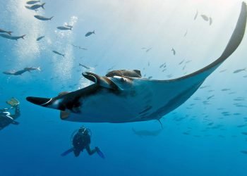 manta-ray-and-divers