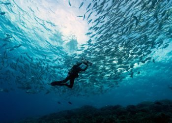 philippines-diving-tubataha