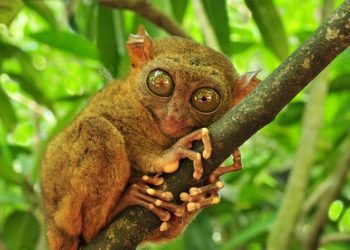 tarsier-bohol6