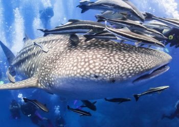 thailand whaleshark